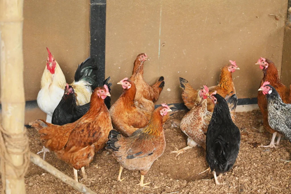 nisarga greens hens