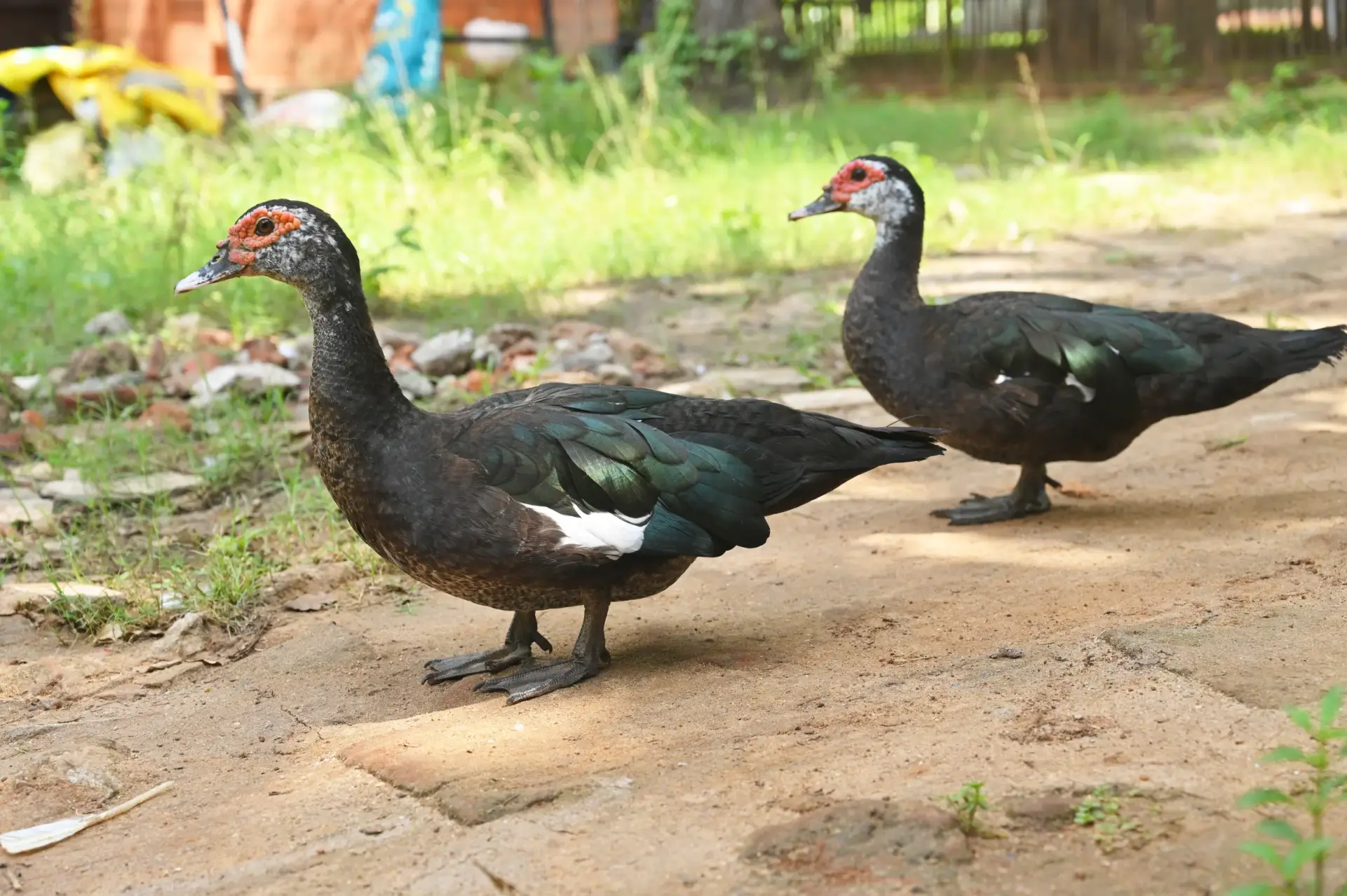 nisarga Farm birds